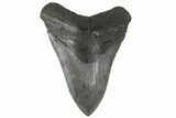 Fossil Megalodon Tooth - South Carolina #183617-1
